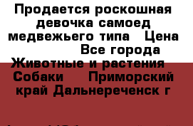 Продается роскошная девочка самоед медвежьего типа › Цена ­ 35 000 - Все города Животные и растения » Собаки   . Приморский край,Дальнереченск г.